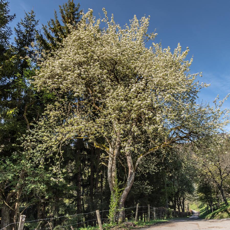 Zeidelhof Villa Lilienfeld Dış mekan fotoğraf